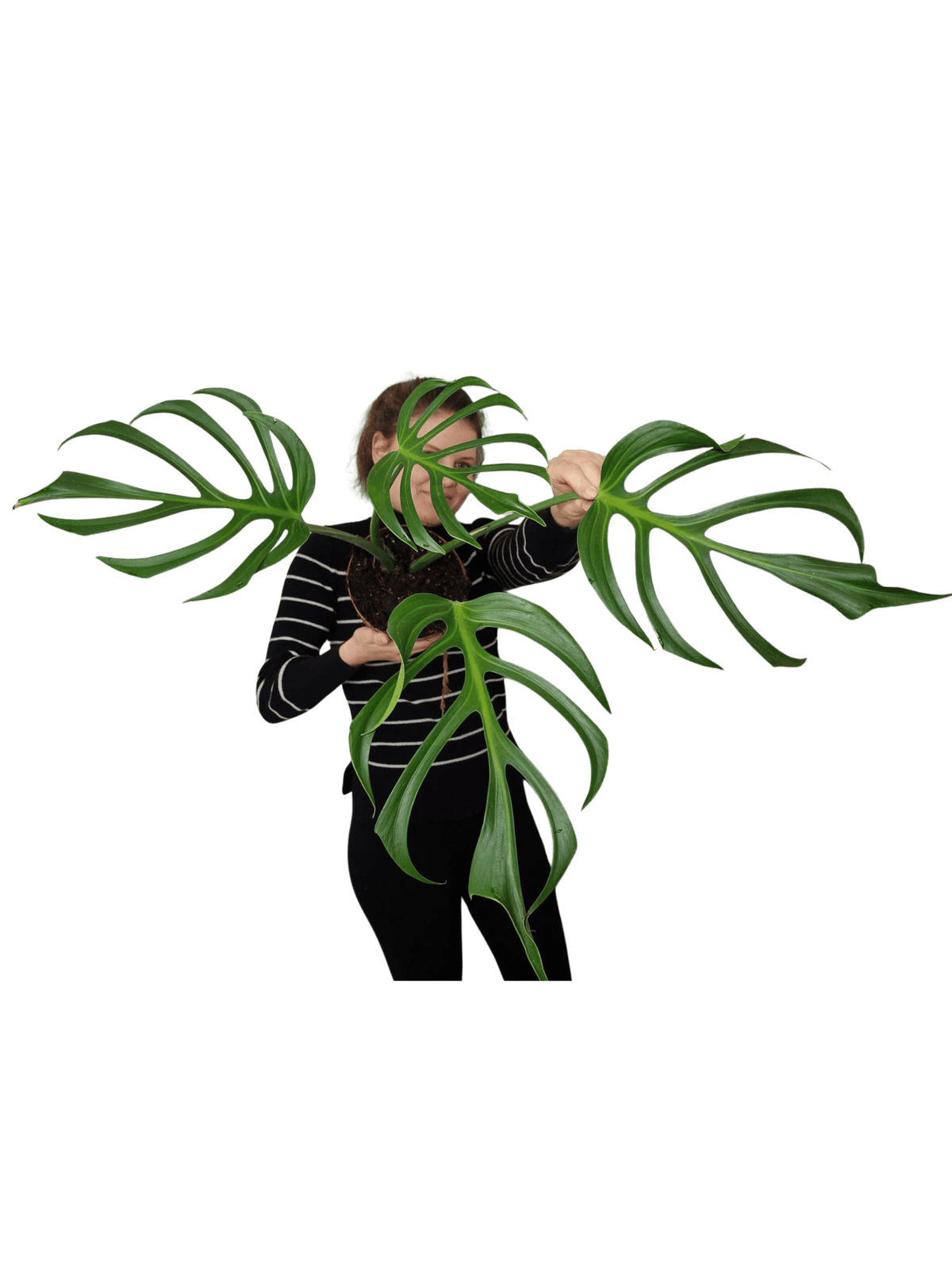 Monstera Burle Marx Flame Adult