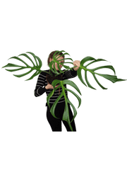 Monstera Burle Marx Flame Adult