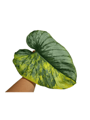 Philodendron Mamei Aurea Steckling