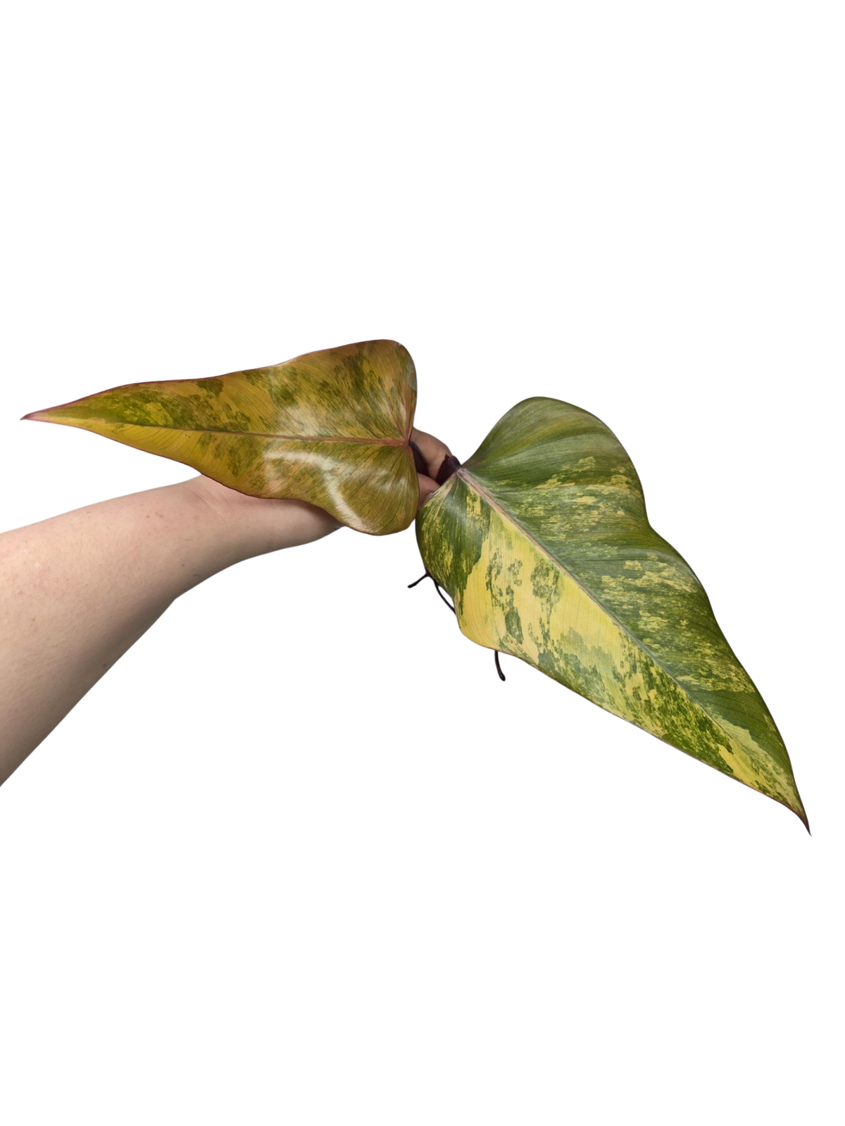 Philodendron Strawberry Shake Stecklinge