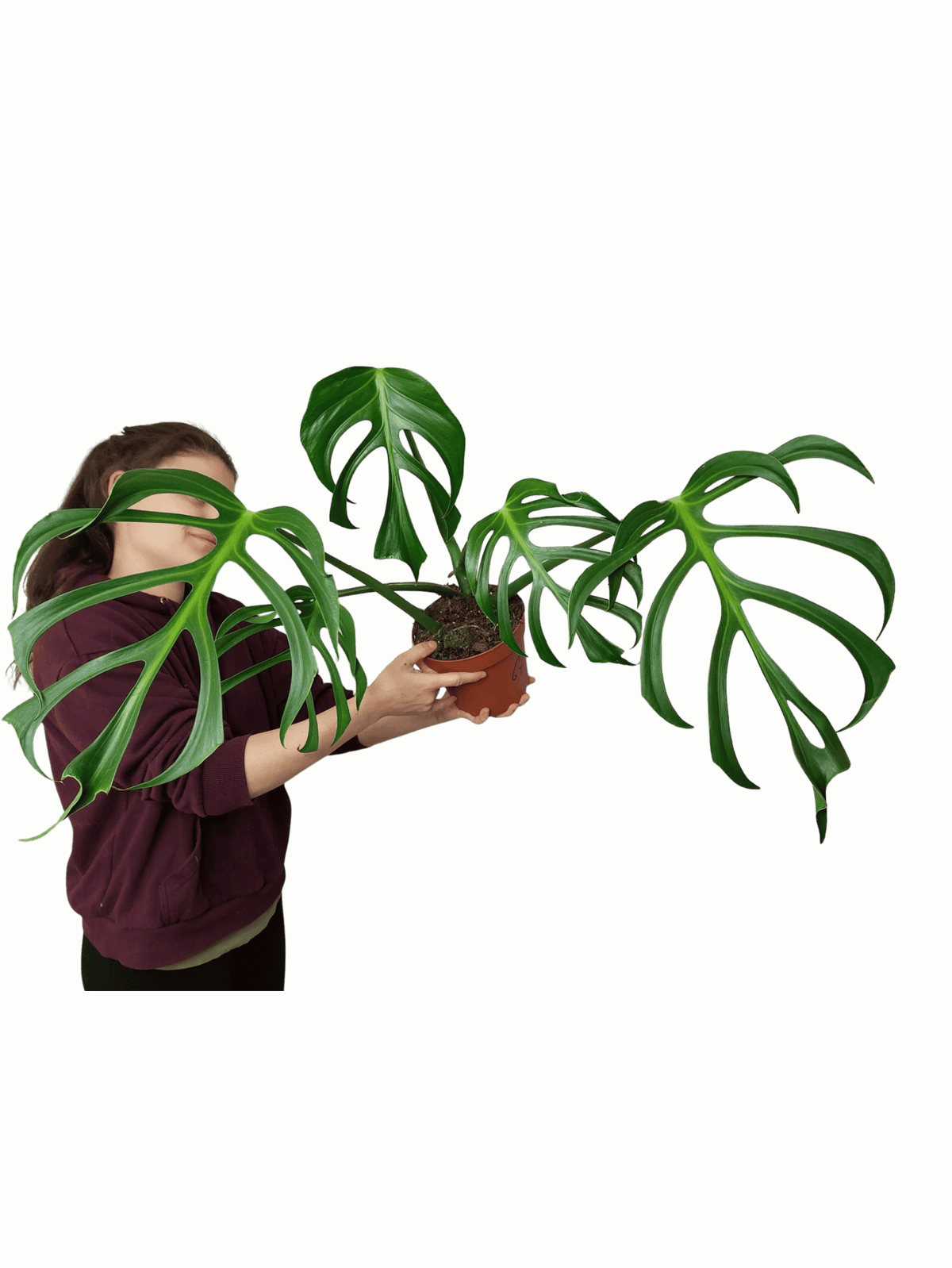 Monstera Burle Marx Flame Adult