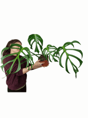 Monstera Burle Marx Flame Adult