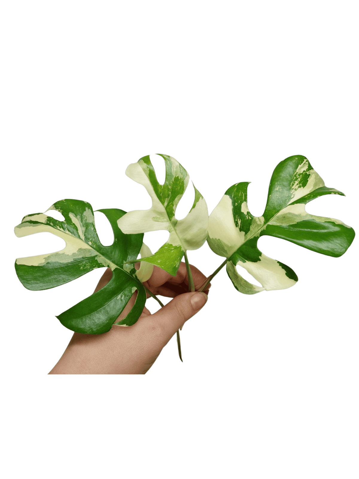 Raphidophora Tetrasperma / Monstera Minima Variegata Steckling