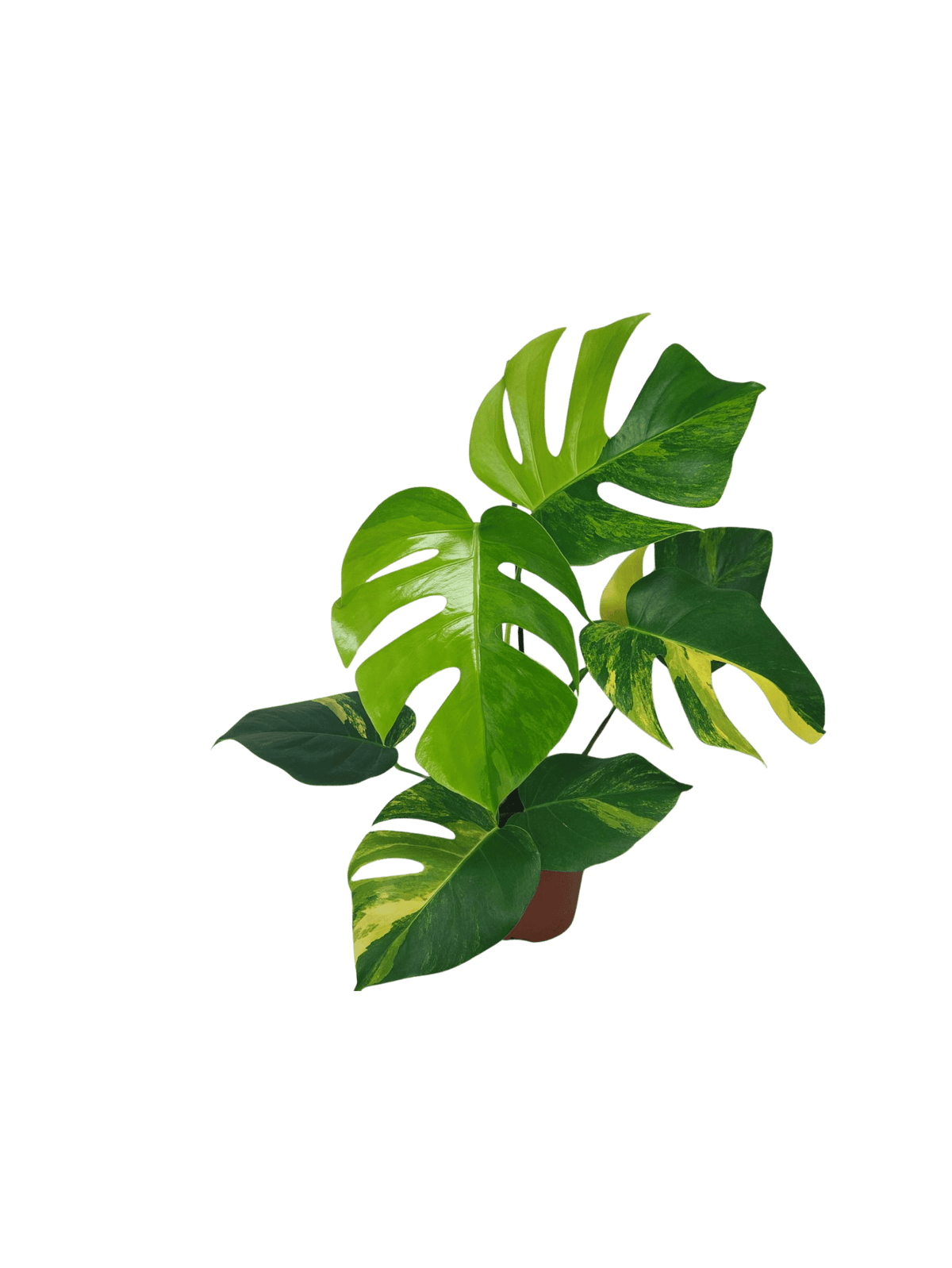 Monstera Aurea