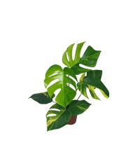 Monstera Aurea