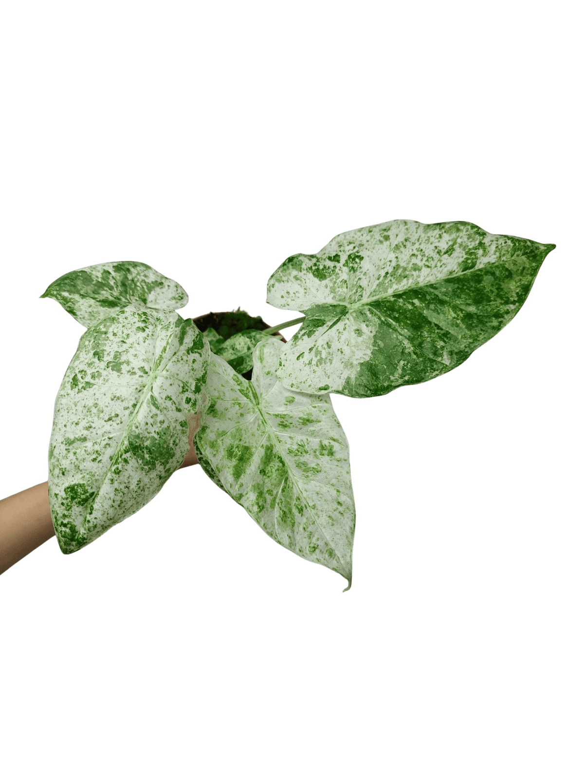 Alocasia Macrorrhiza Splash