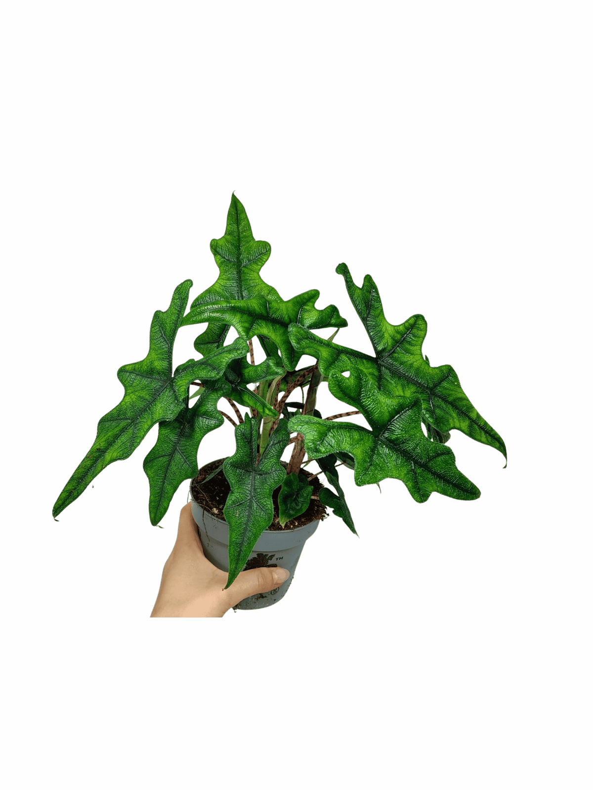 Alocasia Jacklyn