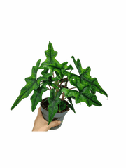 Alocasia Jacklyn