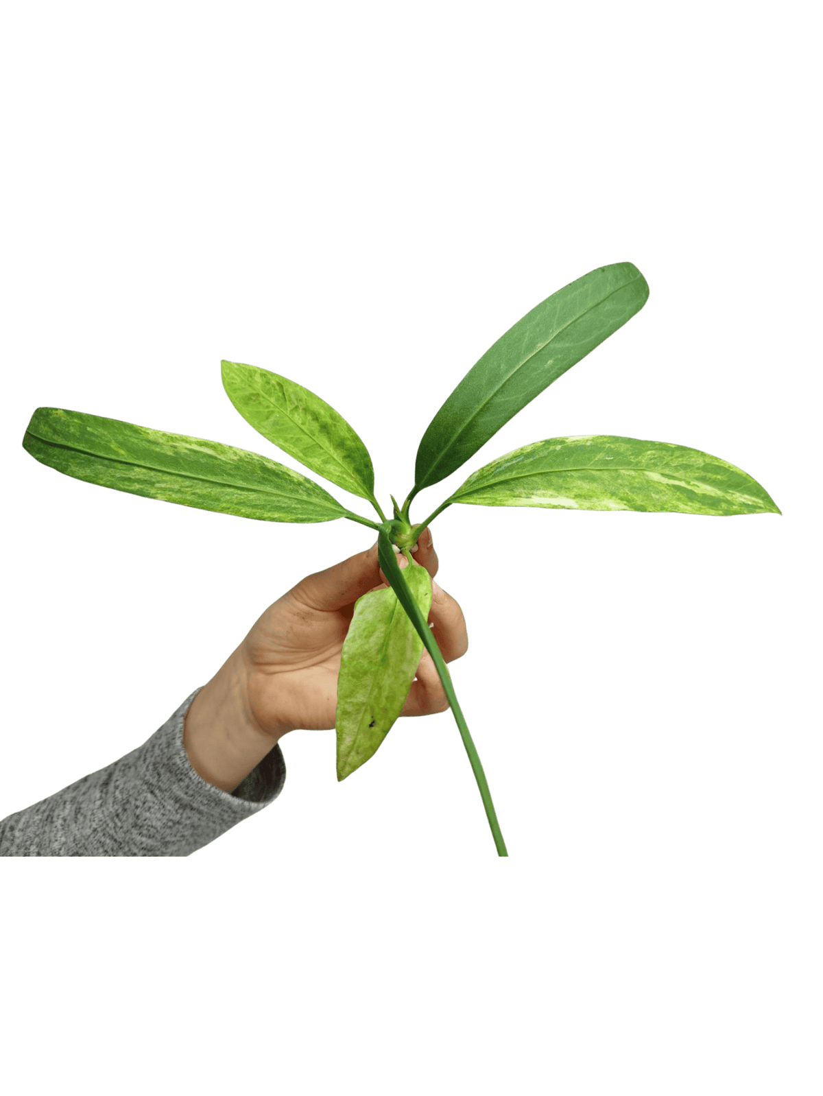 Anthurium Vittarifolium  Variegata unbewurzelt