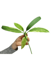 Anthurium Vittarifolium  Variegata unbewurzelt