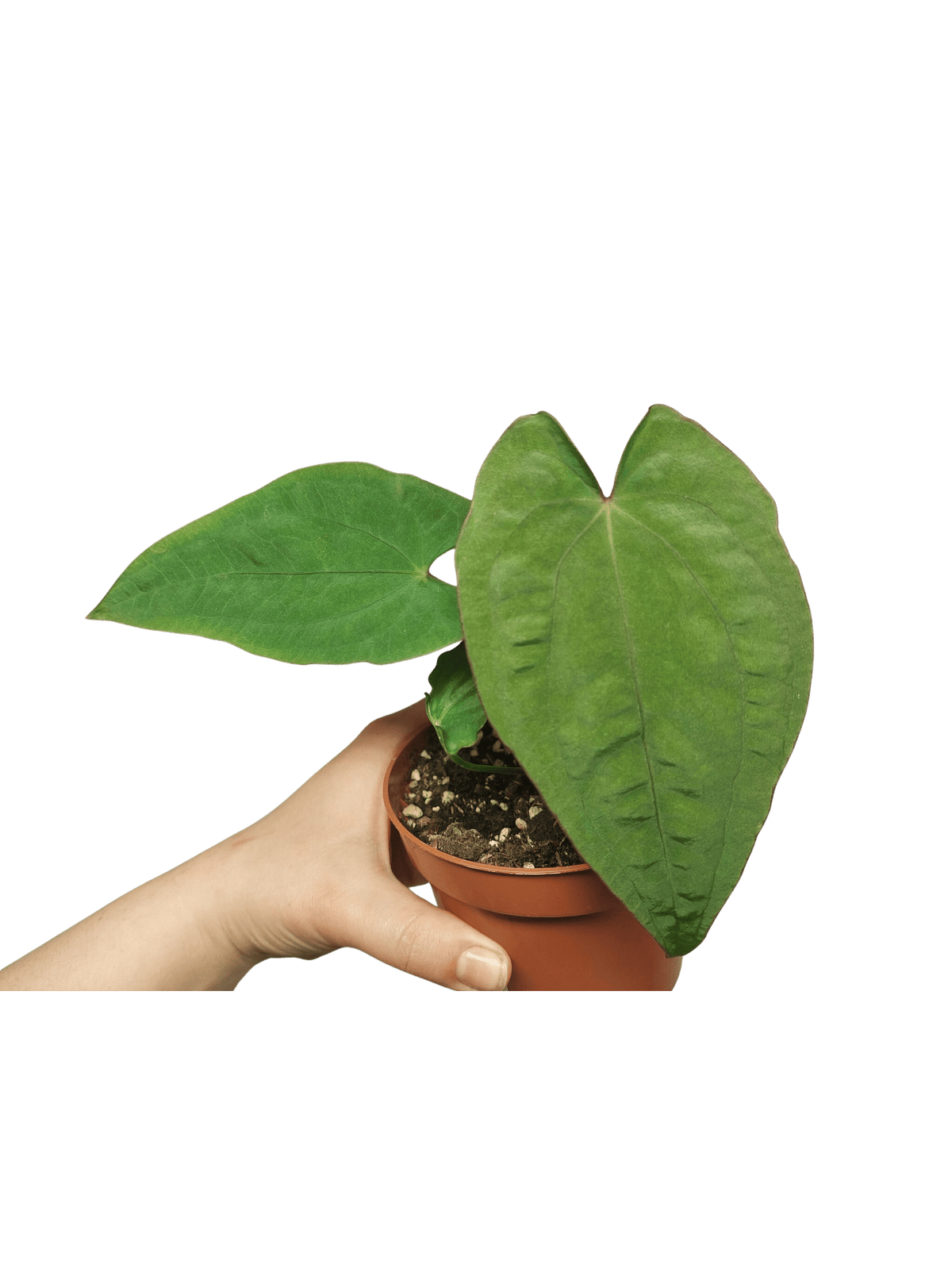 Anthurium Papillilaminum x Dressleri