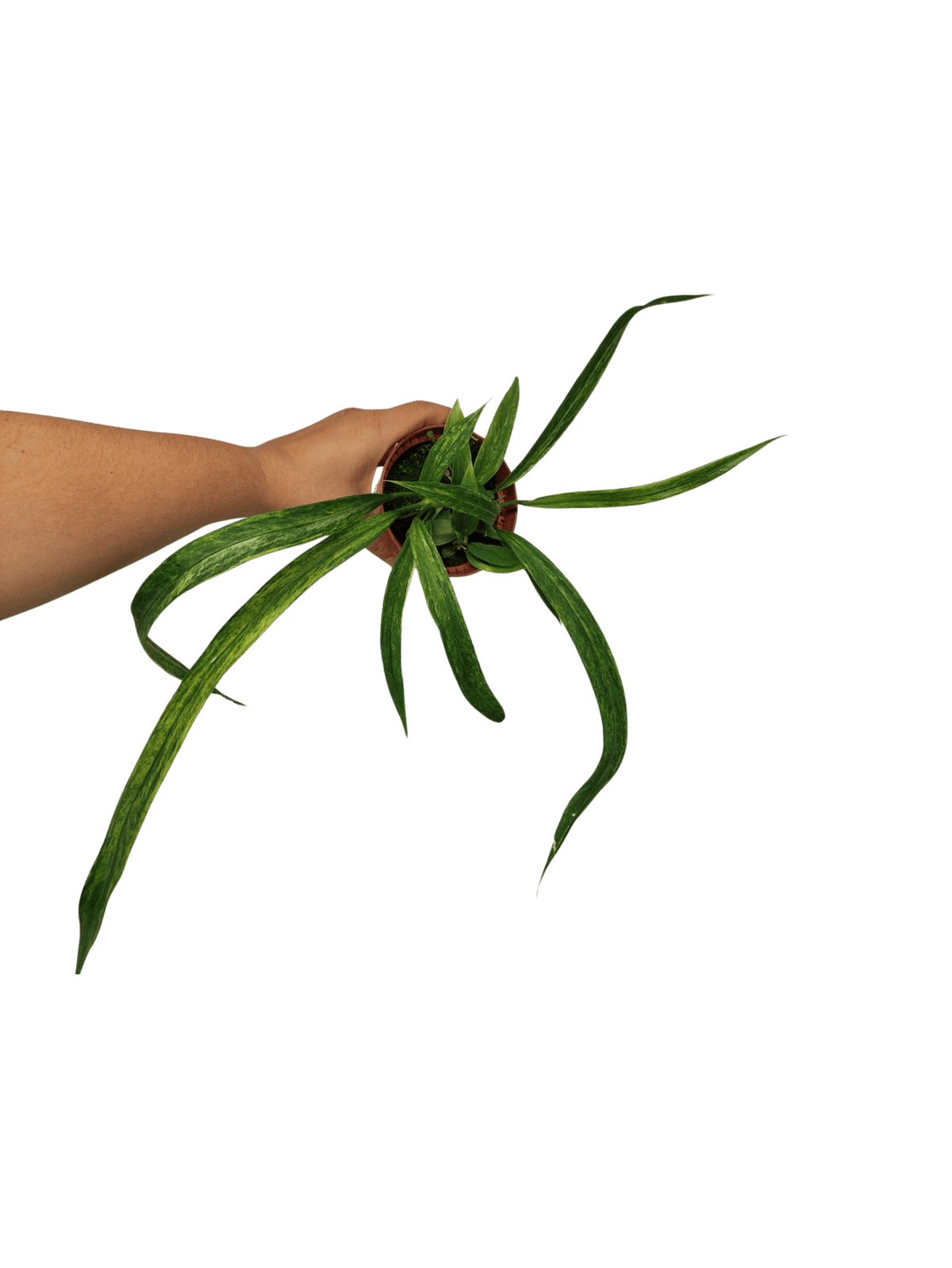 Anthurium Vittarifolium Aurea Variegata (zum aussuchen)