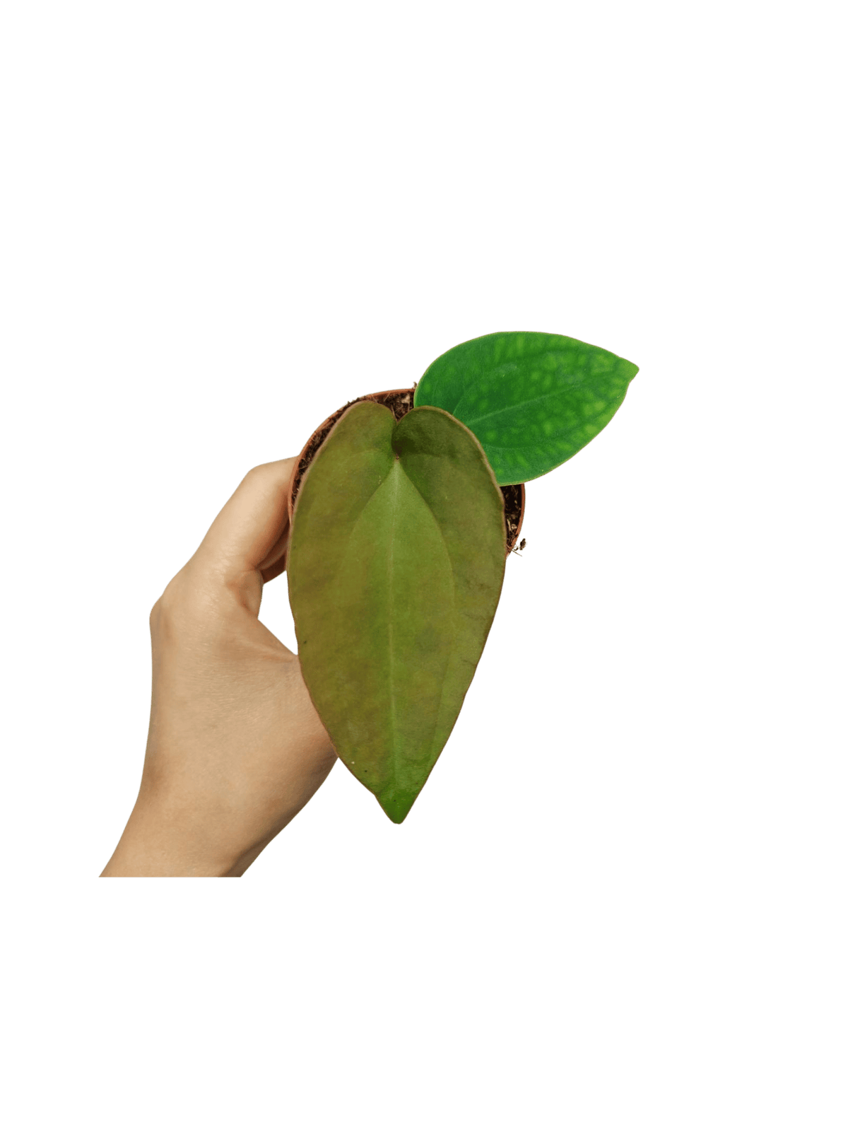Anthurium Dressleri Baby