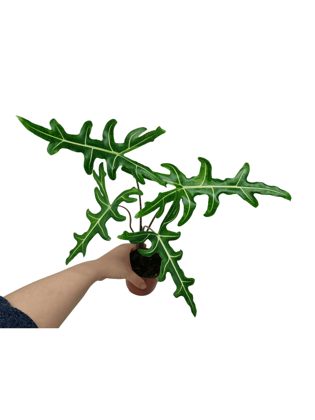 Alocasia Portei Green on Green Variegata