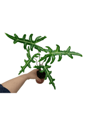 Alocasia Portei Green on Green Variegata