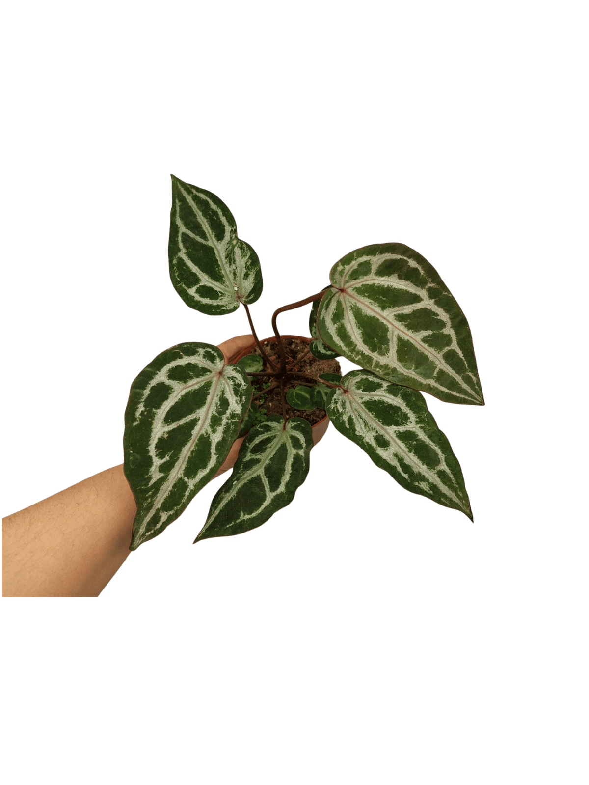 Anthurium Red Crystallinum Variegata