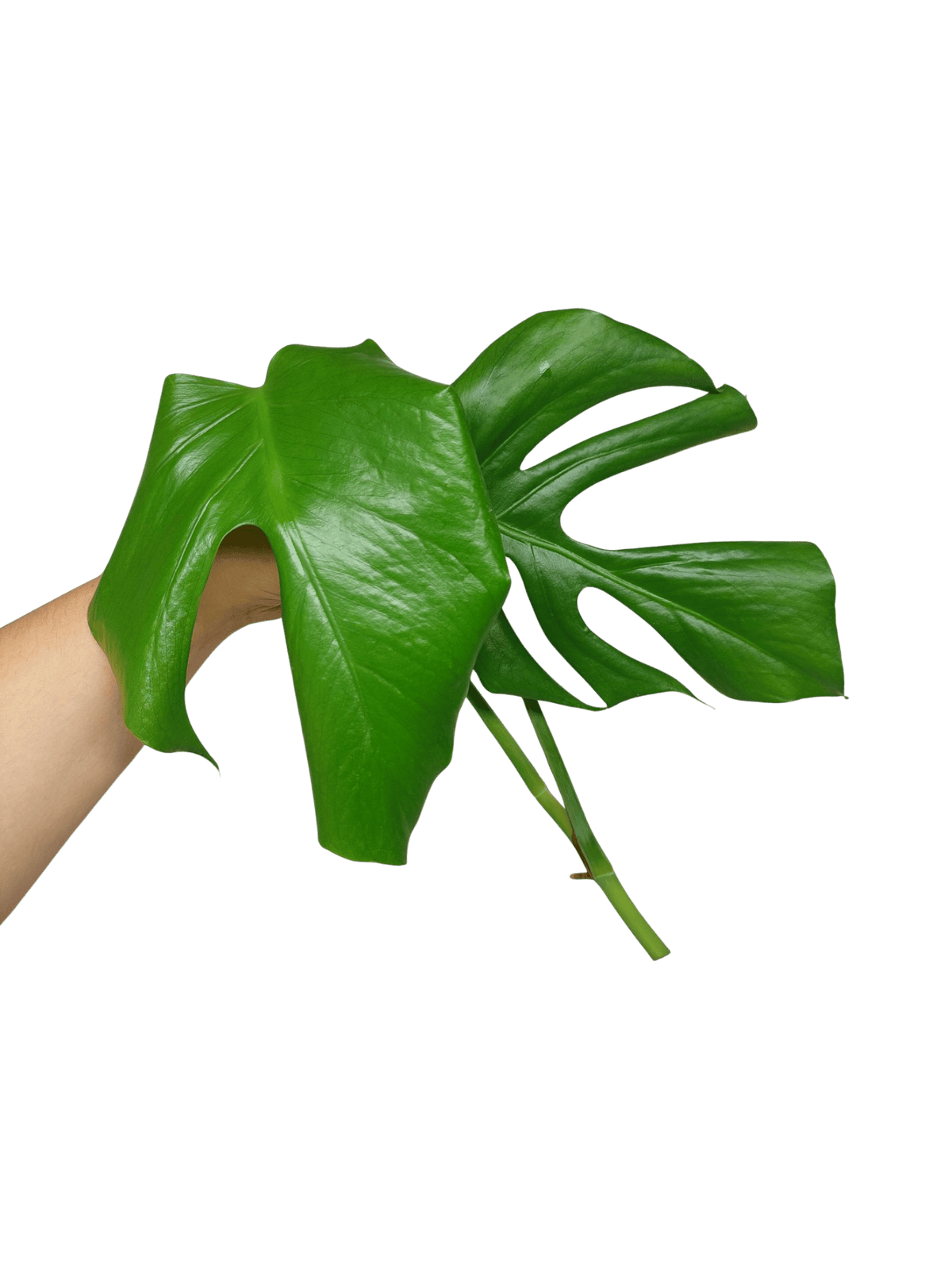 Monstera Sierrana Steckling (zum aussuchen)