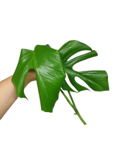 Monstera Sierrana Steckling (zum aussuchen)