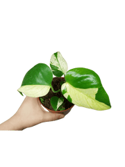 Monstera Jungle Mint