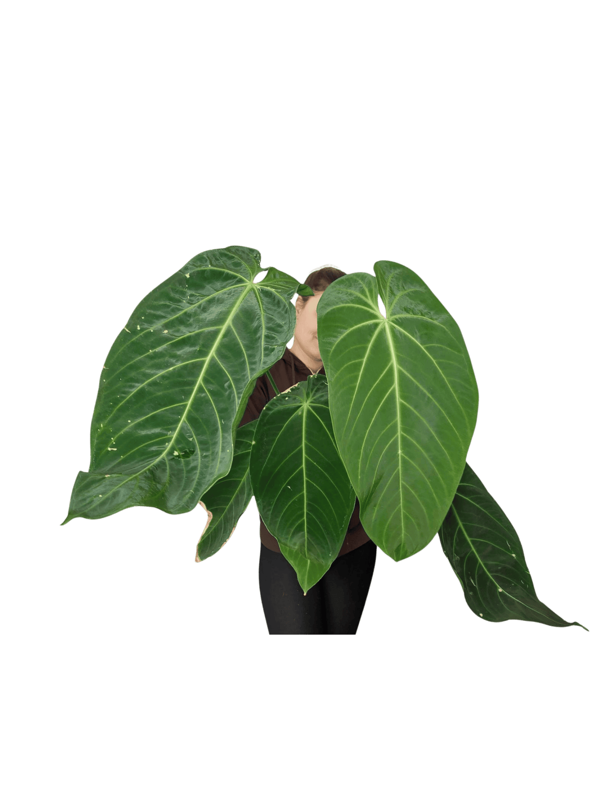 Anthurium Warocqueanum x Waterburyanum