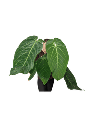 Anthurium Warocqueanum x Waterburyanum