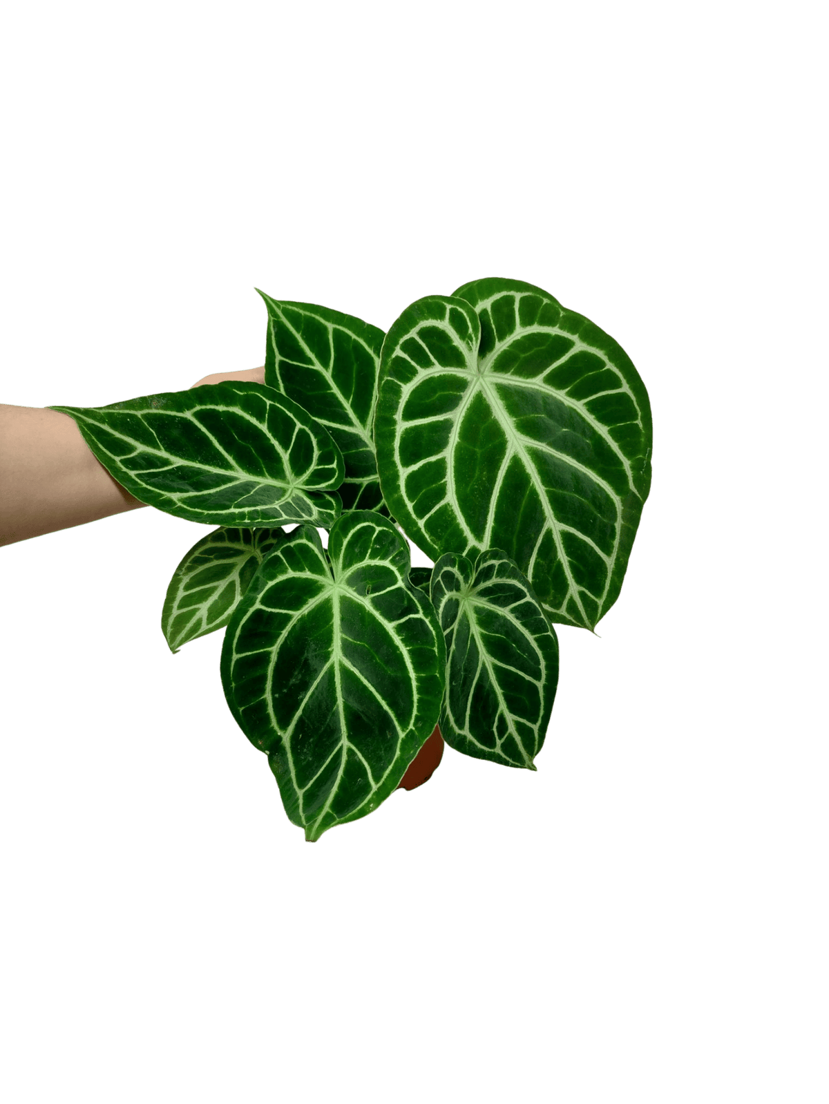 Anthurium Crystallinum Hybrid