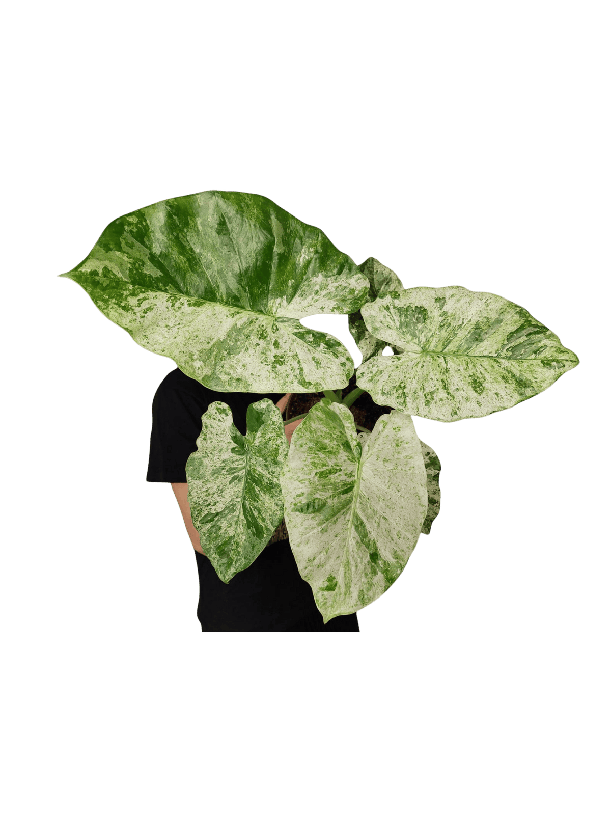 Alocasia Macrorrhiza Splash