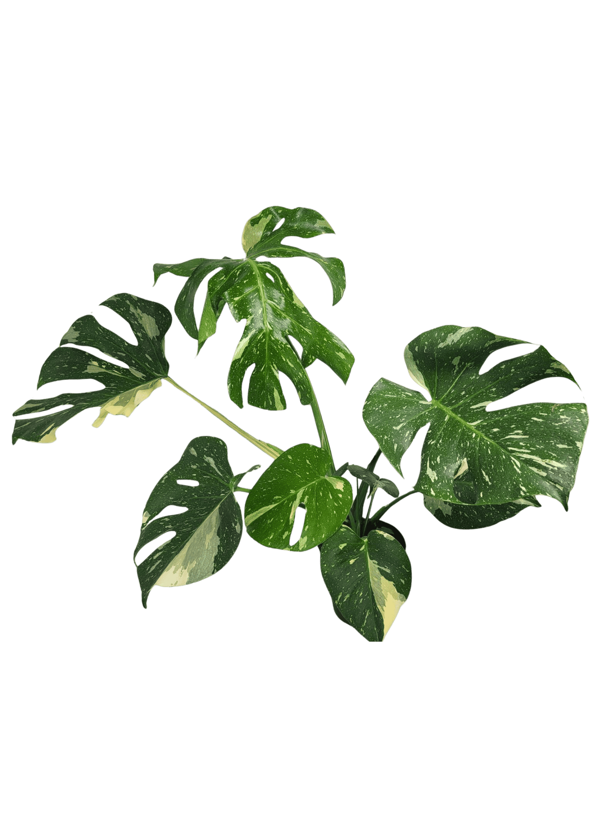 Monstera Thai Constellation