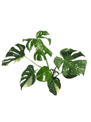 Monstera Thai Constellation