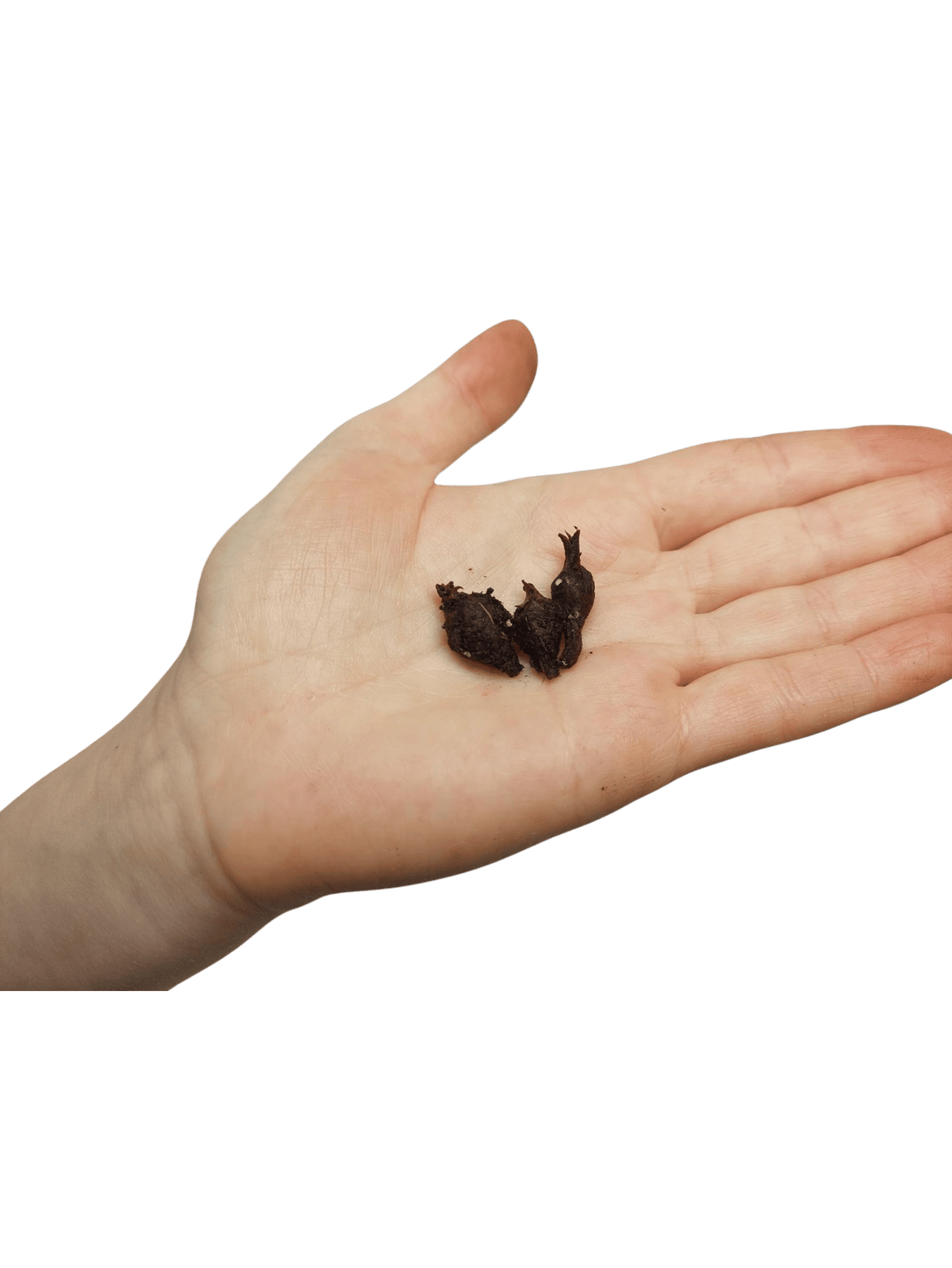 Alocasia Mystery/Surprise (Rhizom / Bulbe)