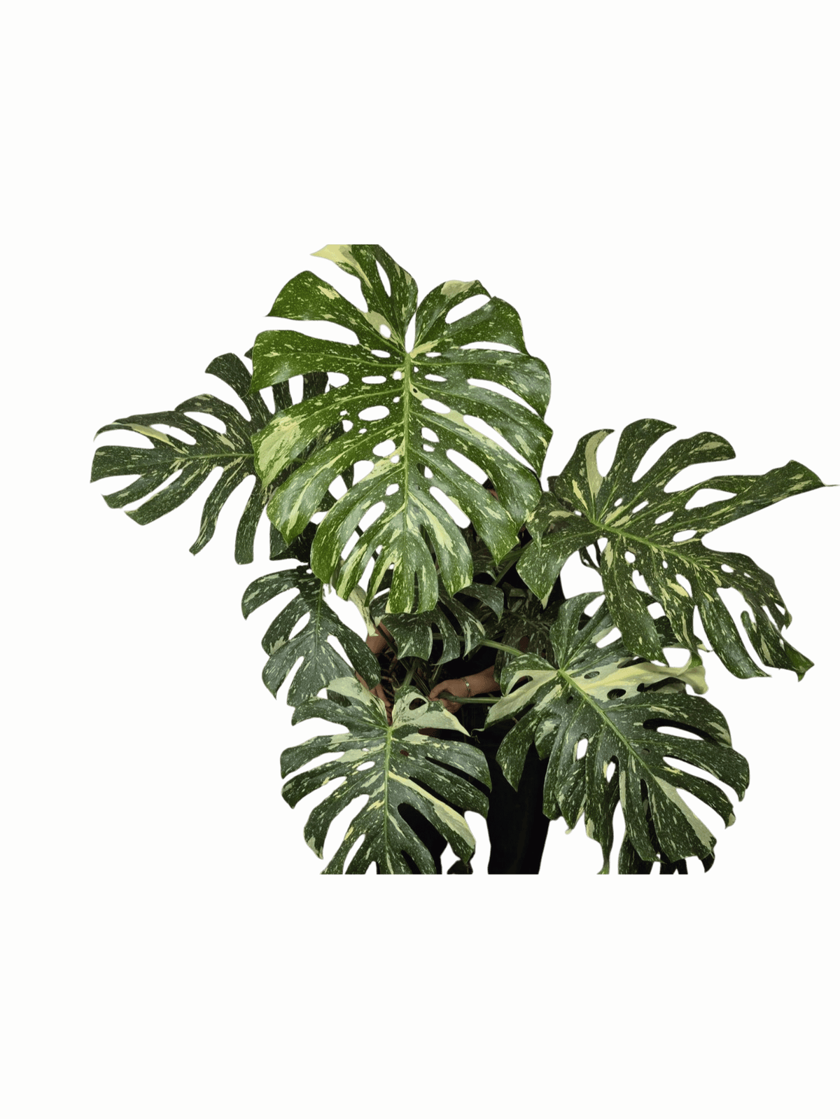 Monstera Thai Constellation XXL