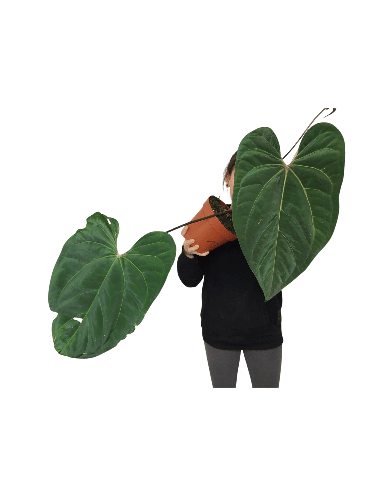Anthurium Papillilaminum x Besseae aff.