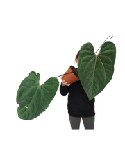 Anthurium Papillilaminum x Besseae aff.
