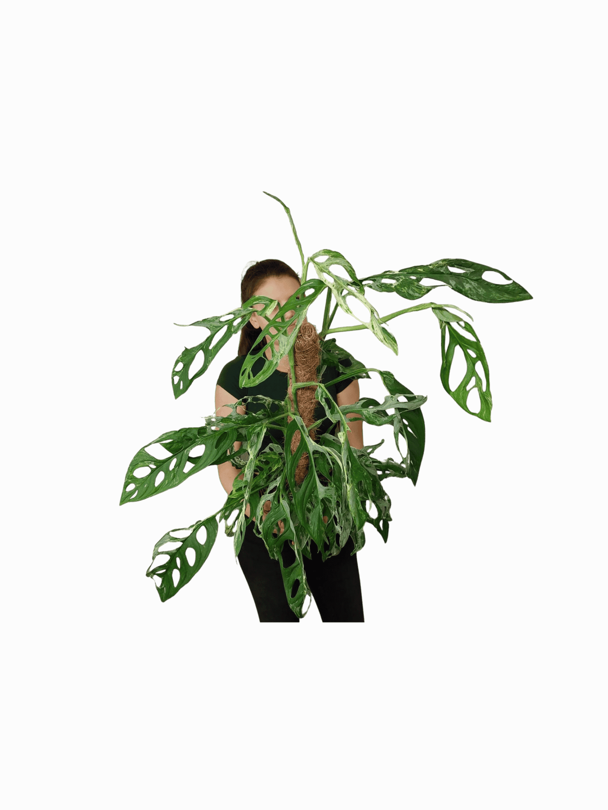 Monstera Adansonii Indonesian Marble