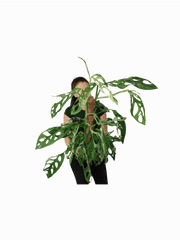 Monstera Adansonii Indonesian Marble
