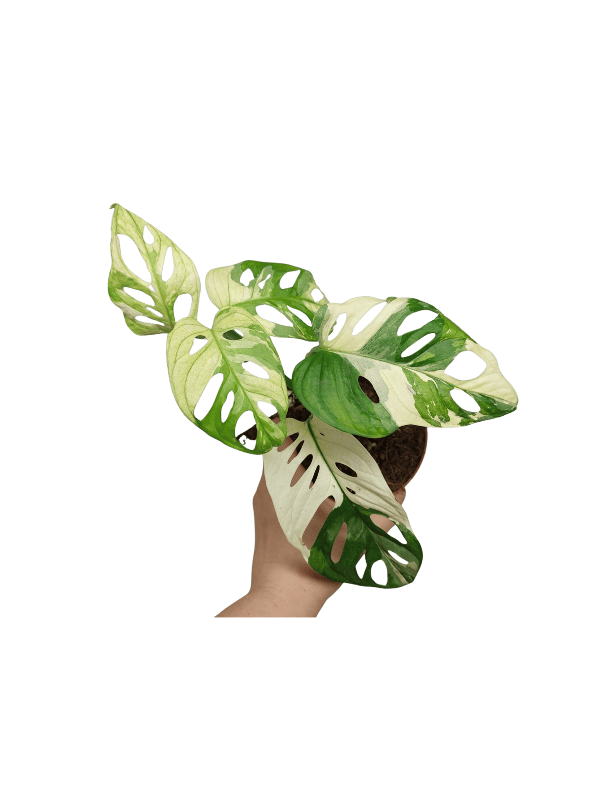 Monstera Adansonii Variegata