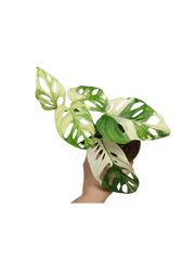 Monstera Adansonii Variegata
