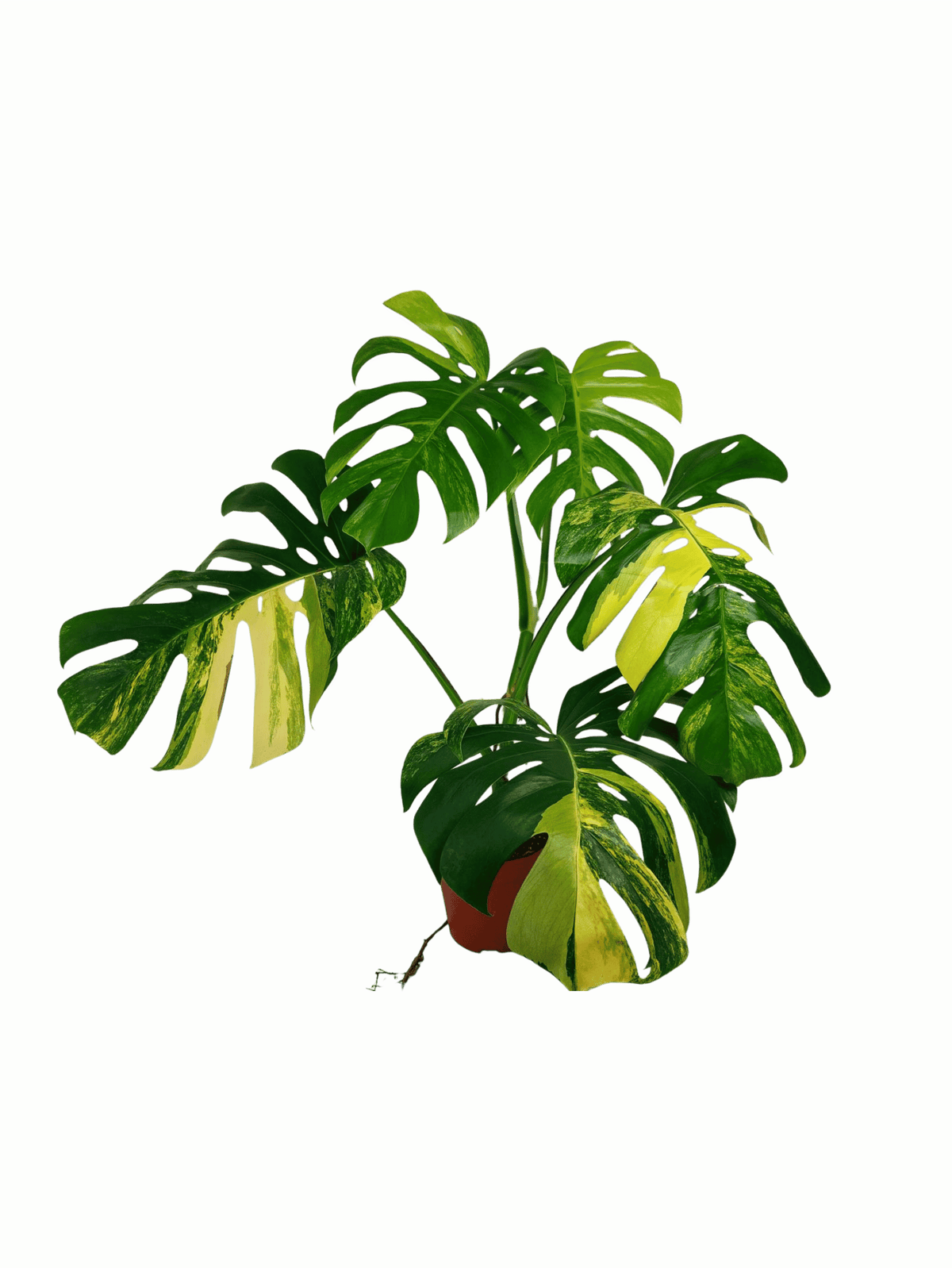Monstera Aurea