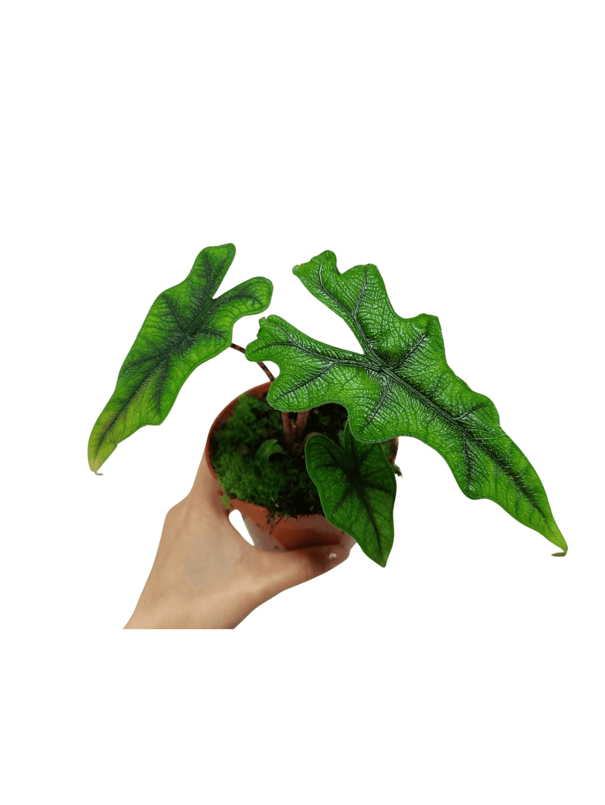 Alocasia Jacklyn