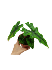 Alocasia Jacklyn
