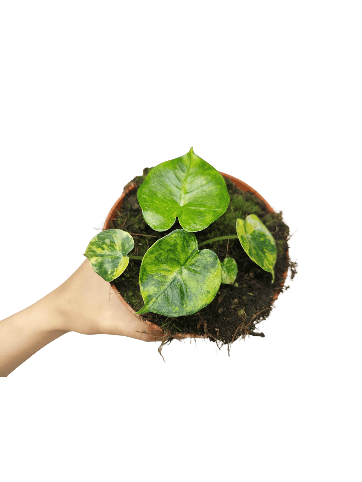 Alocasia Frydek Round Aurea