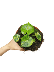 Alocasia Frydek Round Aurea