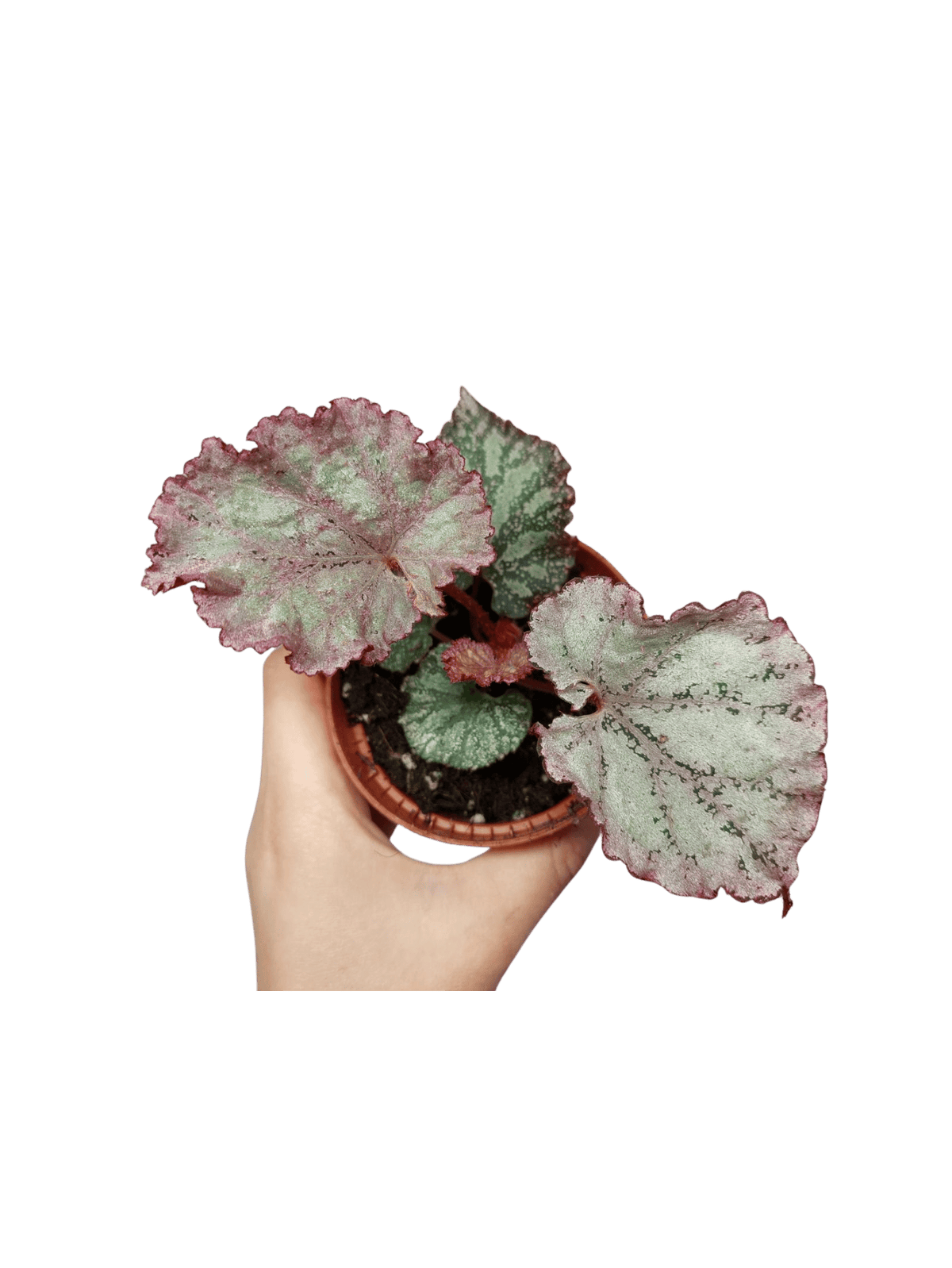 Begonia Pink Panther