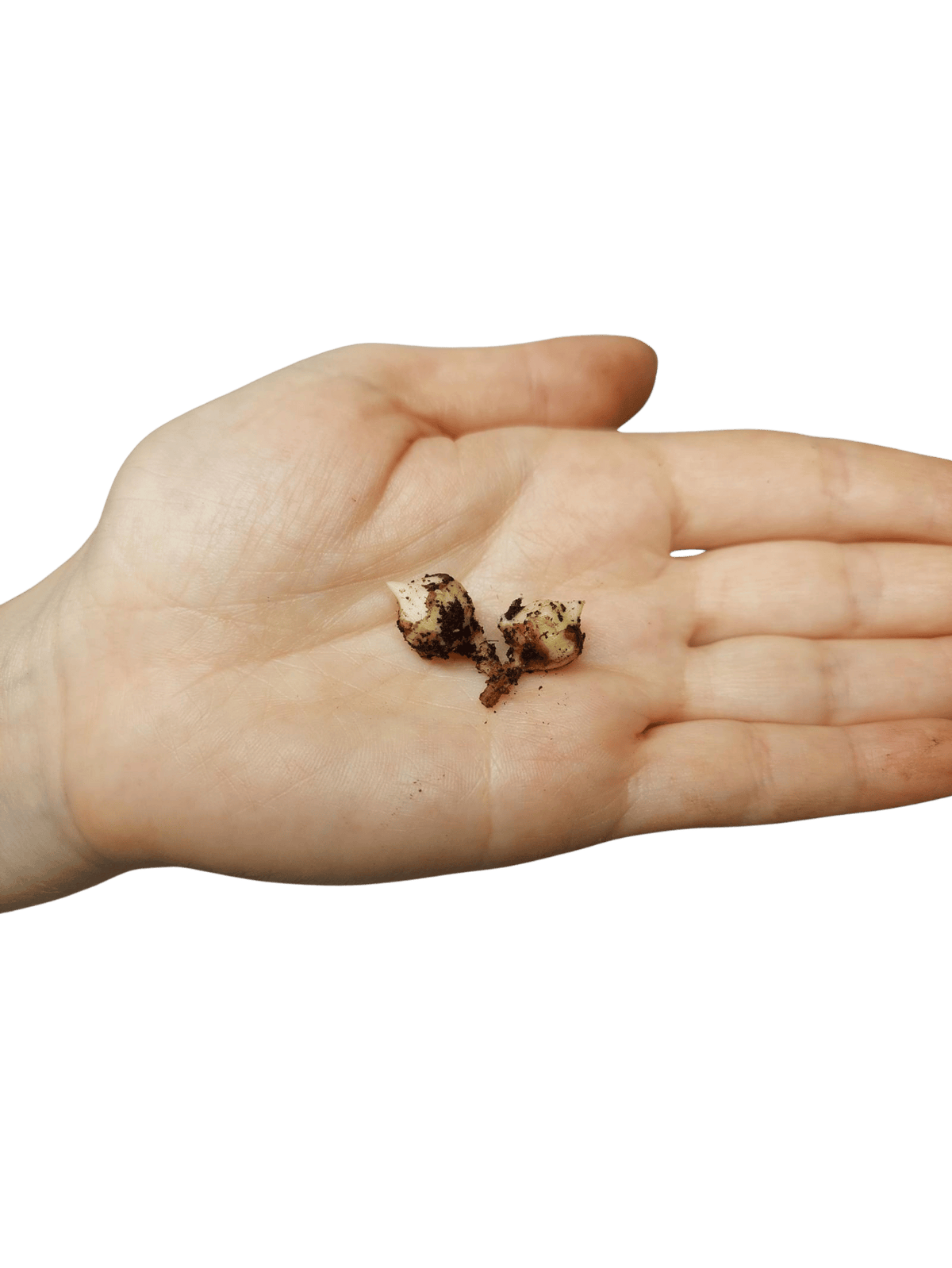 Alocasia Regal Shield (Rhizom / Bulbe)