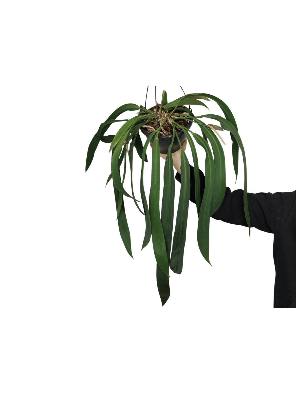 Anthurium Vittarifolium Groß