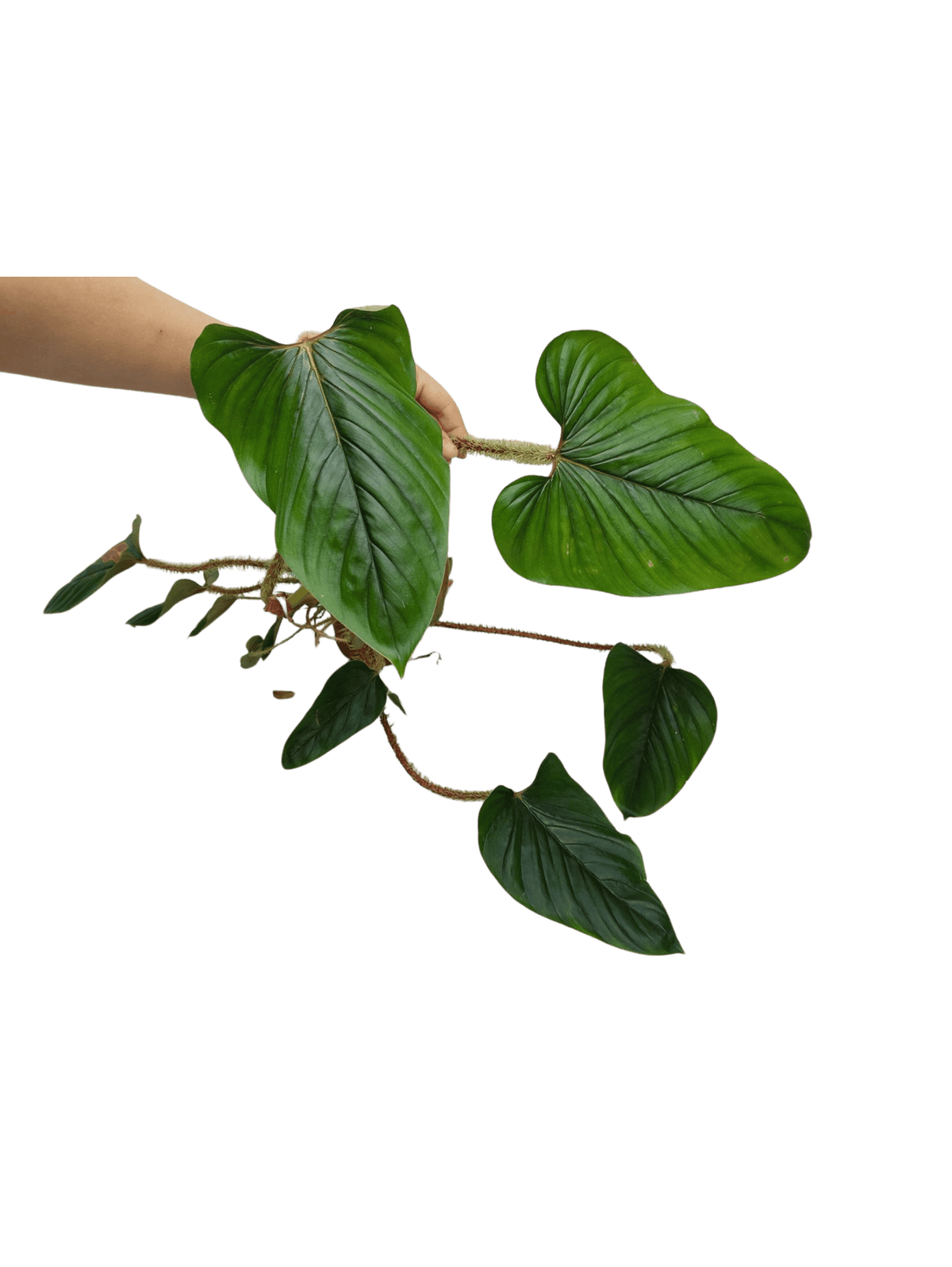 Philodendron Serpens