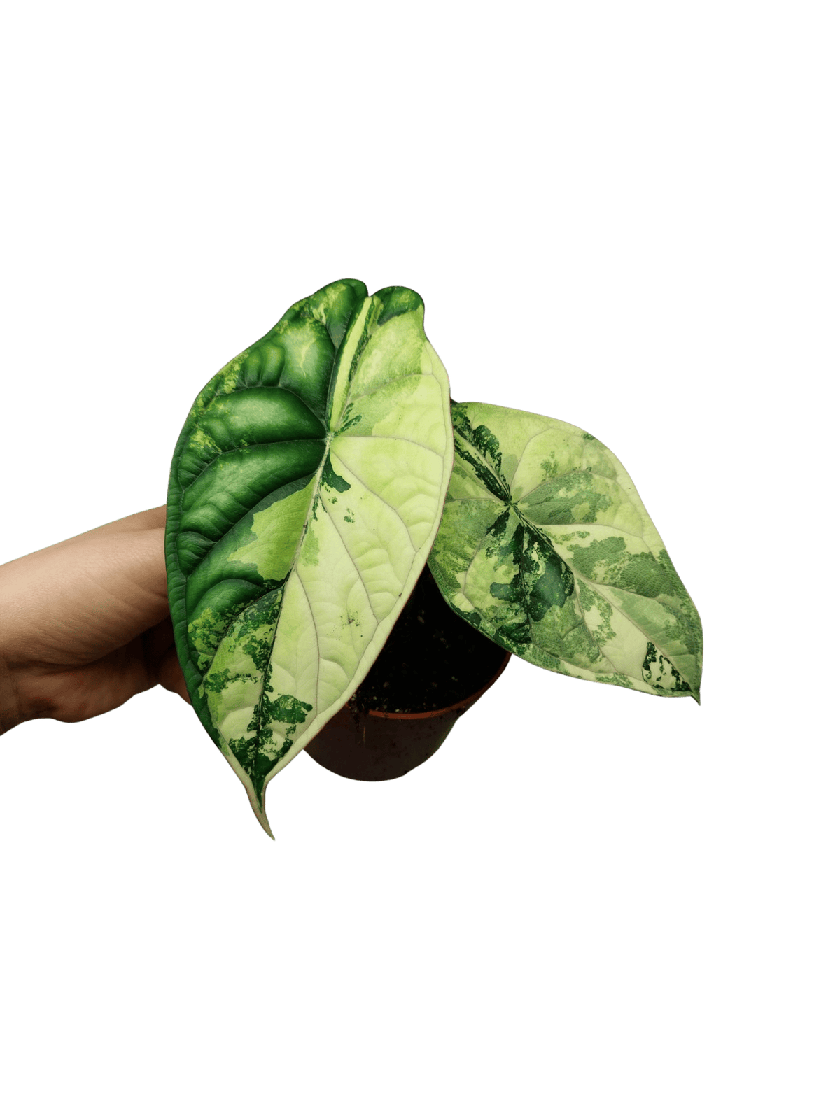 Alocasia Dragon Scale Variegata
