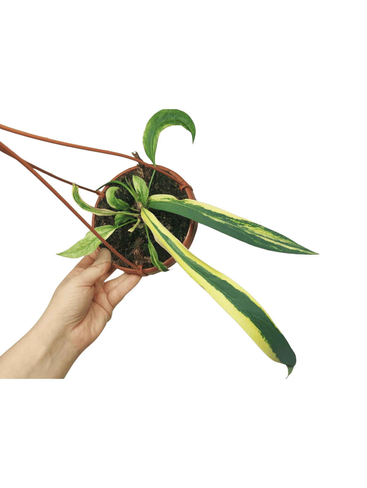 Anthurium Vittarifolium Aurea Mutation