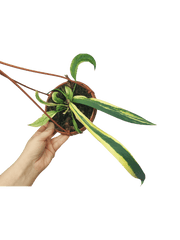 Anthurium Vittarifolium Aurea Mutation