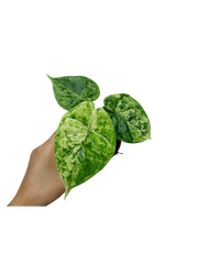 Alocasia Dragon Scale Mint